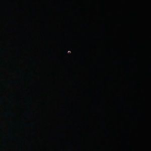 Meet your Posher, Rose